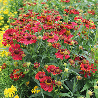 Helenium autumnale 'Helena Red Shades'