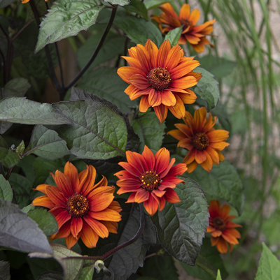 Heliopsis helianthoides var. scabra 'Bleeding Hearts'
