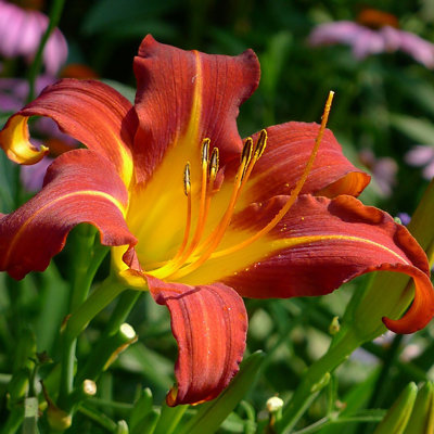 Hemerocallis 'Sammy Russel'