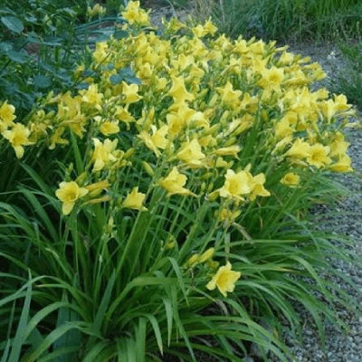 Hemerocallis 'Happy Returns'