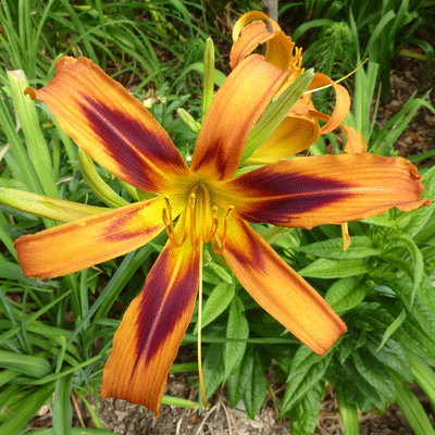 Hemerocallis 'Tiger Eye Spider'