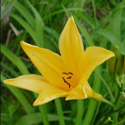 Hemerocallis dumortieri