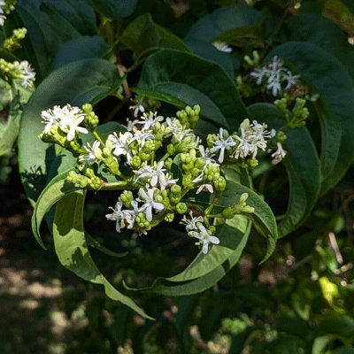 Heptacodium miconioides