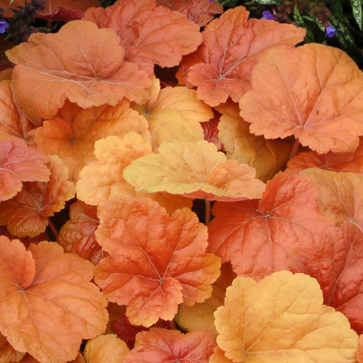 Heuchera Southern Comfort Heuchera 'Southern Comfort'