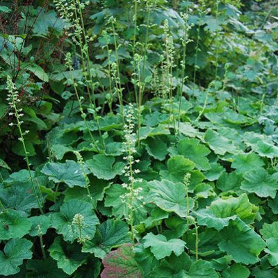 Heuchera villosa var. macrorrhiza