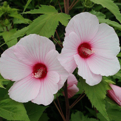 Hibiscus laevis