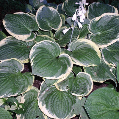 Hosta 'Christmas Tree'
