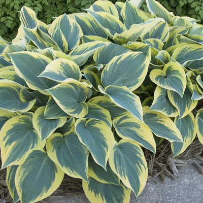 Hosta 'Robert Frost'