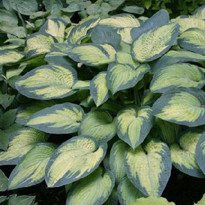 Hosta 'Paul's Glory'