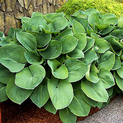 Hosta 'Sum and Substance'