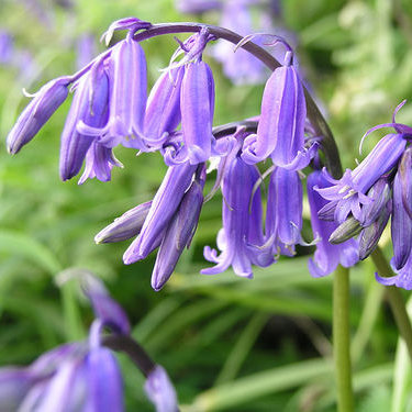 Hyacinthoides non-scripta