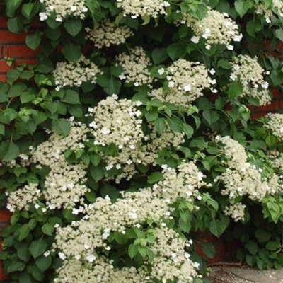 Hydrangea petiolaris