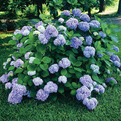 Hydrangea macrophylla 'Nikko'