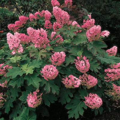 Hydrangea quercifolia 'Ruby Slippers'