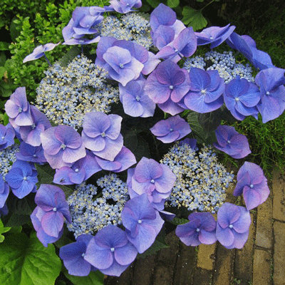 Hydrangea macrophylla 'Blaumeise'