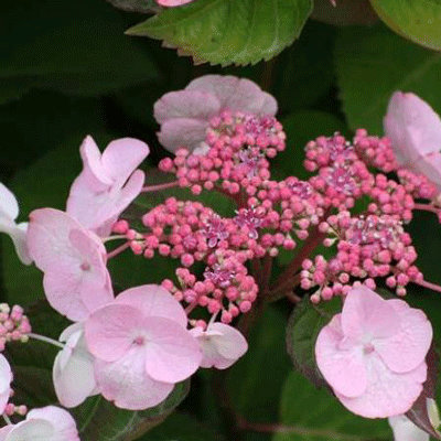 Hydrangea macrophylla 'Dolce Gipsy'