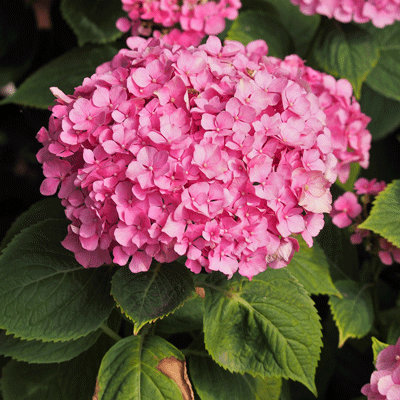 Hydrangea macrophylla 'Freudenstein'