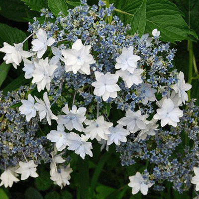 Hydrangea macrophylla 'Hanabi'