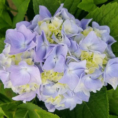 Hydrangea macrophylla 'Setsuka-yae'
