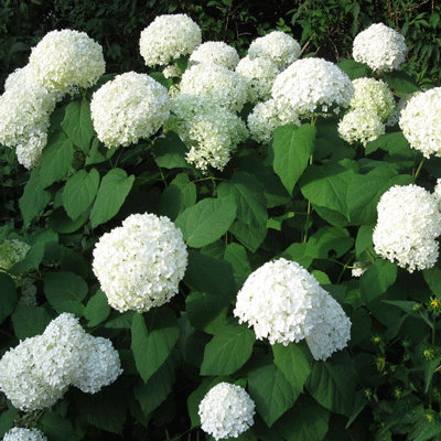 Hydrangea arborescens 'Annabelle'