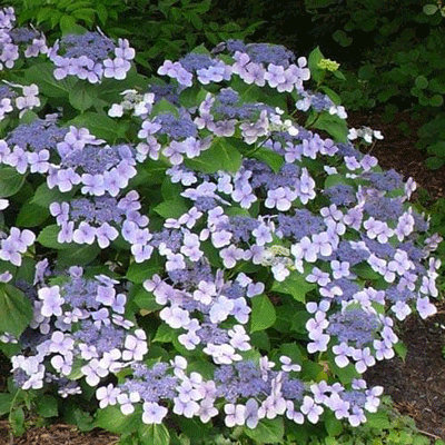 Hydrangea macrophylla 'Mariesii Perfecta'