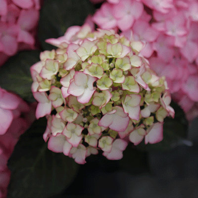 Hydrangea macrophylla 'Adula Rose'