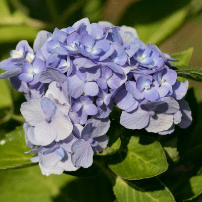 Hydrangea macrophylla 'Bodensee'