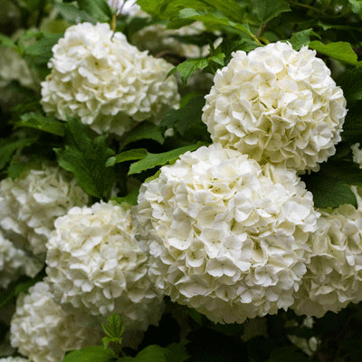 Hydrangea macrophylla 'Schneeball'