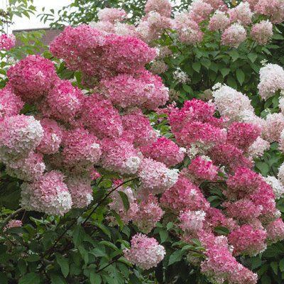 Hydrangea paniculata 'Pinkachu'