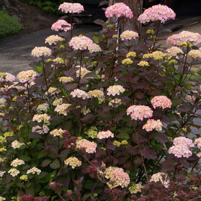 Hydrangea serrata 'Preziosa'