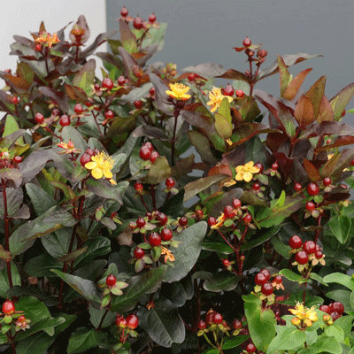 Hypericum 'Miracle Night'
