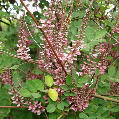 Indigofera ambliantha