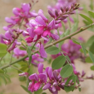 Indigofera heterantha