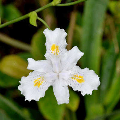 Iris confusa