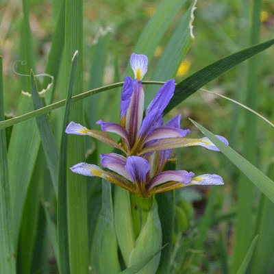 Iris halophila var. 'Sogdiana'