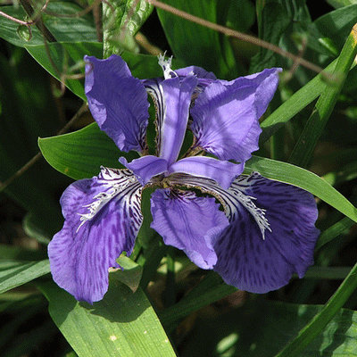 Iris tectorum