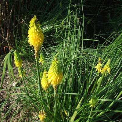Kniphofia citrina