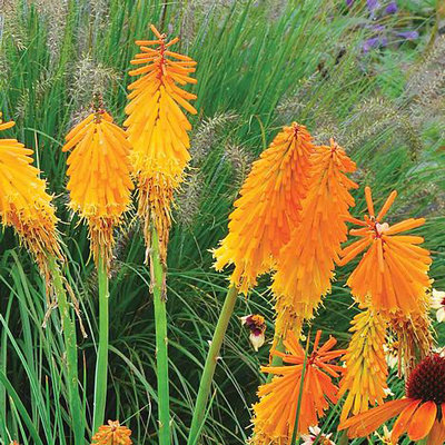 Kniphofia 'Mango popsicle'