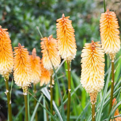 Kniphofia triangularis