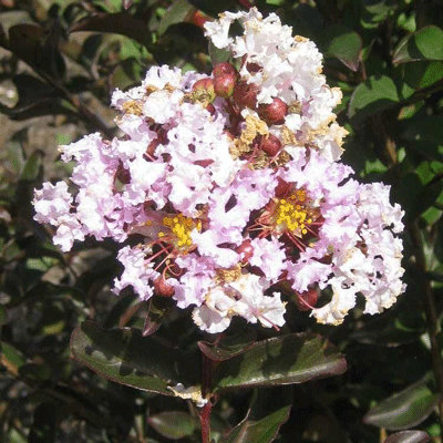 Lagerstroemia 'Black Diamond Blush'