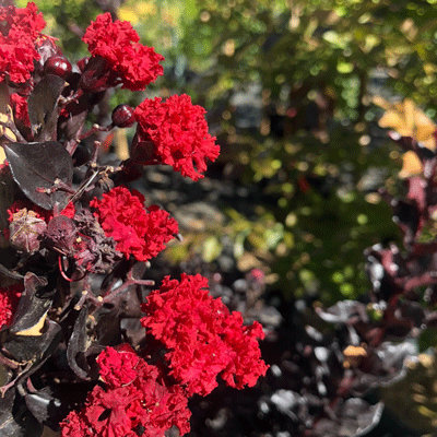 Lagerstroemia 'Red Hot'