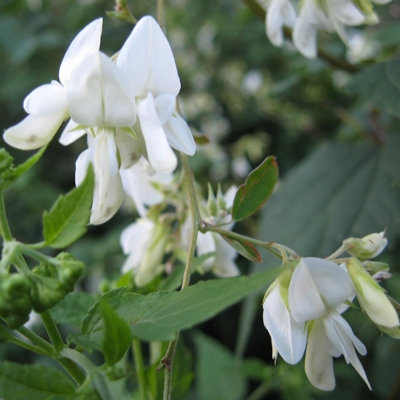 Lespedeza thunbergii 'Avalanche'