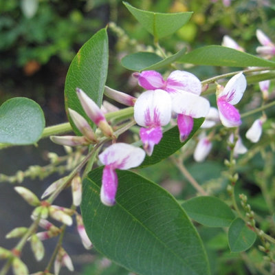 Lespedeza thunbergii 'Edo Shibori'