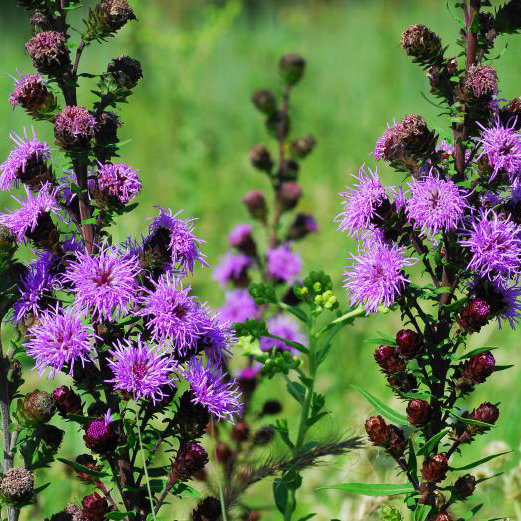 Liatris scariosa