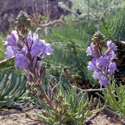 Linaria capraria