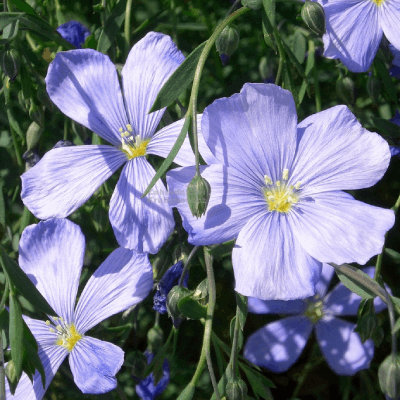 Linum perenne nanum 'Blue Sapphire'