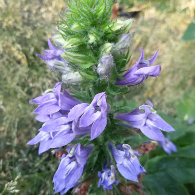 Lobelia siphilitica