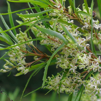 Lomatia myricoides