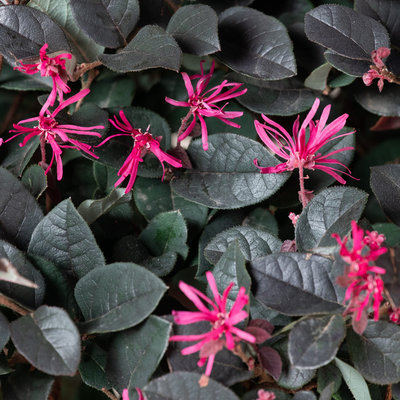 Loropetalum 'Rouge de la Majorie'