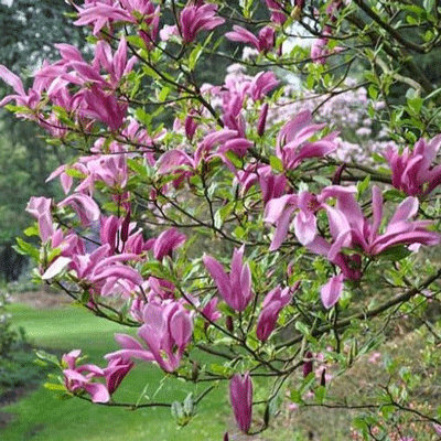 Magnolia 'Ricki'